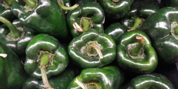 Con micorrizas, el Inifap busca incrementar producción y calidad del chile poblano