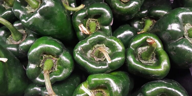 Con micorrizas, el Inifap busca incrementar producción y calidad del chile poblano