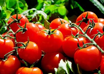 El crecimiento de la agricultura orgánica requiere mayor financiamiento