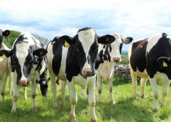 Garantizan disponibilidad de biológicos para enfermedades pecuarias