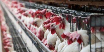 Levantan cuarentena a granjas avícolas de Aguascalientes