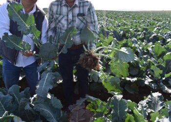 Mejorar la salud humana a través de la salud del suelo