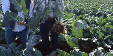 Mejorar la salud humana a través de la salud del suelo