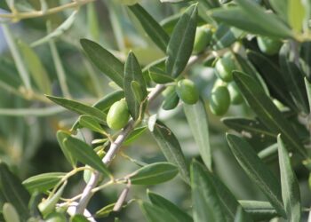 Abonos orgánicos aumentan la captura de CO2 en cultivos de olivar