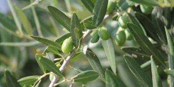 Abonos orgánicos aumentan la captura de CO2 en cultivos de olivar