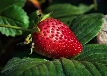 Centro de investigación busca sensibilizar respecto a la importancia de la producción ecológica