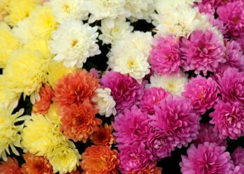 Flores orgánicas que alimentan