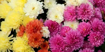 Flores orgánicas que alimentan