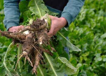 Investigadores identifican componente que controla el desarrollo de las raíces