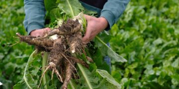 Investigadores identifican componente que controla el desarrollo de las raíces