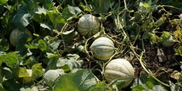 Investigadores descubren cómo un hongo aumenta el hierro en melón y pepino