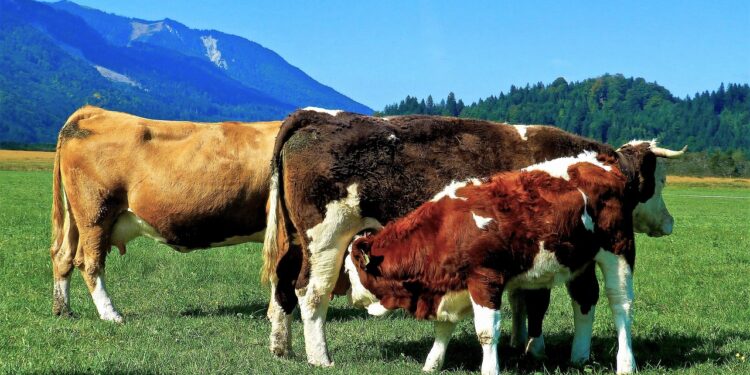 La ganadería sostenible puede ser parte de la solución al cambio climático