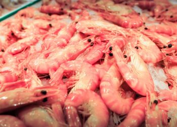 Costa Rica cultiva exitosamente camarón 100% orgánico