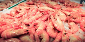 Costa Rica cultiva exitosamente camarón 100% orgánico