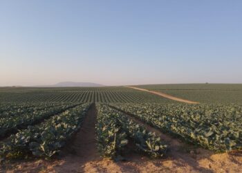 Cultivos inteligentes y resilientes