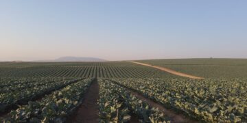 Cultivos inteligentes y resilientes