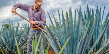 En 2022, Jalisco fue líder en producción agroalimentaria de México
