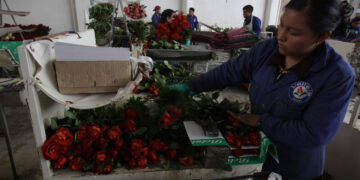 Garantizado el abasto de flores para festejos del Día de las Madres