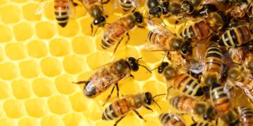 Plaguicidas, deforestación y cambio climático ponen en riesgo a las abejas, afirma experto