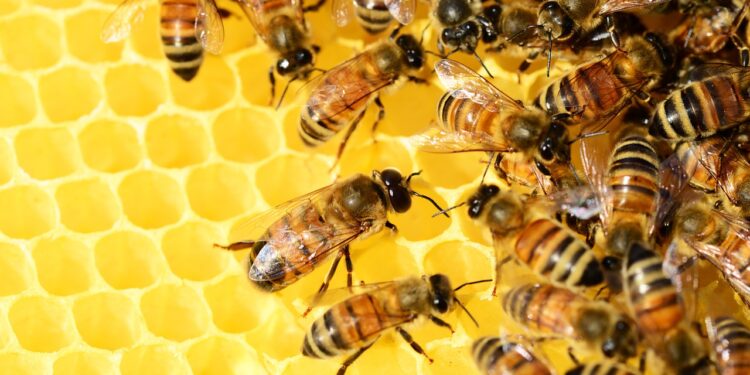 Plaguicidas, deforestación y cambio climático ponen en riesgo a las abejas, afirma experto