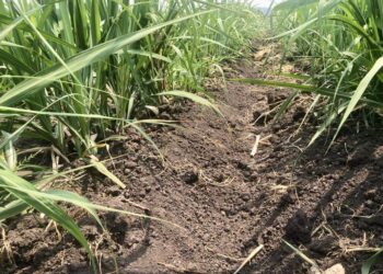 Promueven iniciativas sostenibles en cultivo de caña de azúcar