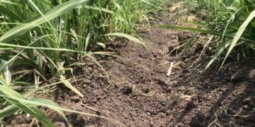 Promueven iniciativas sostenibles en cultivo de caña de azúcar