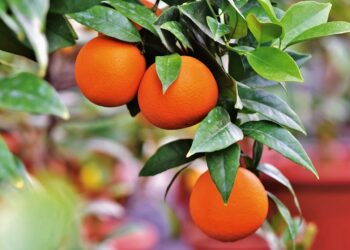 Argentina podrá exportar cítricos orgánicos a la UE