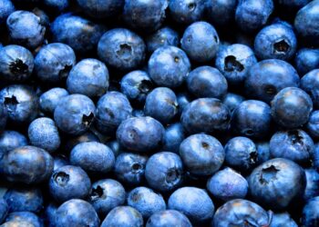 “Boom” del arándano latinoamericano se construye con base en estrategias biológicas