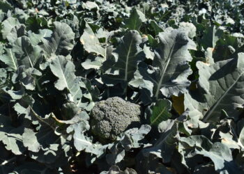 Cultivos inteligentes y resilientes