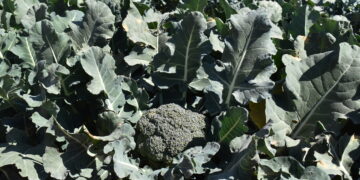 Cultivos inteligentes y resilientes