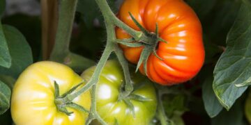 Europa amplía medidas para evitar la introducción del virus rugoso del tomate