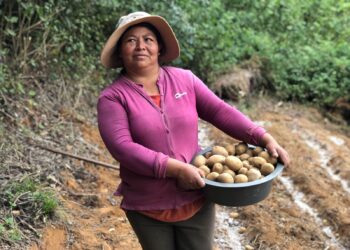 Indígenas hondureñas recogen su primera cosecha de papa orgánica