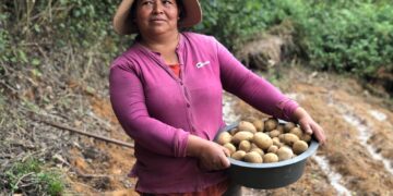 Indígenas hondureñas recogen su primera cosecha de papa orgánica