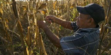 La FAO reconoce a la Milpa Maya Peninsular como parte del Patrimonio Agrícola Mundial