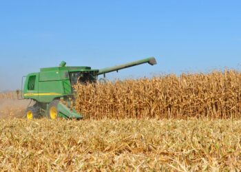 Productores de maíz enfrentan “tormenta” por superpeso y precios: GCMA