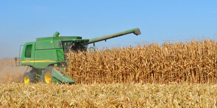 Productores de maíz enfrentan “tormenta” por superpeso y precios: GCMA