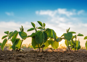 Empresa argentina revoluciona el mercado con leche de cabra 100% orgánica