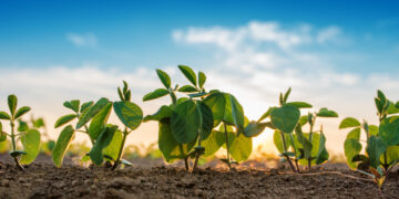 Empresa argentina revoluciona el mercado con leche de cabra 100% orgánica