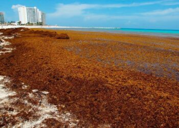 Con sargazo, producen biofertilizante en Quintana Roo