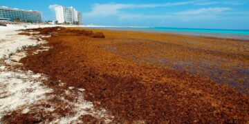 Con sargazo, producen biofertilizante en Quintana Roo