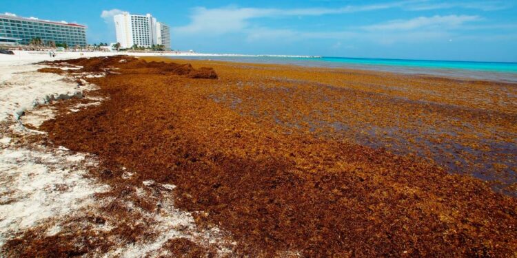 Con sargazo, producen biofertilizante en Quintana Roo