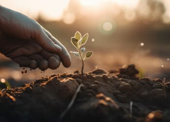 El mercado de semillas orgánicas avanza hacia la expansión