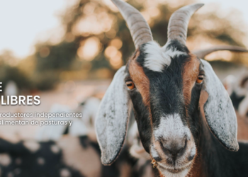 Empresa argentina revoluciona el mercado con leche de cabra 100% orgánica