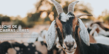Empresa argentina revoluciona el mercado con leche de cabra 100% orgánica