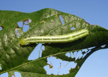Insectos y arañas: ¿cómo participan en la naturaleza?