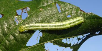 Insectos y arañas: ¿cómo participan en la naturaleza?