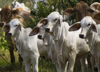 Latinoamérica logra un acuerdo para avanzar hacia una ganadería más sostenible