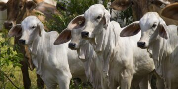Latinoamérica logra un acuerdo para avanzar hacia una ganadería más sostenible