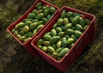 México produce 400 mil toneladas de tuna