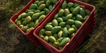 México produce 400 mil toneladas de tuna